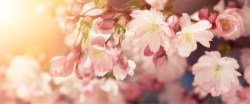 fotobehang roze bloesemtak - depst-69528077